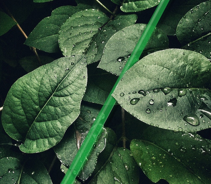 close up of green leaves with water droplets on them