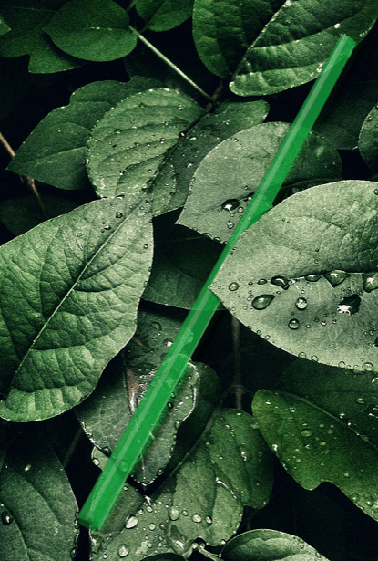 green bte straw placed on top of leaves
