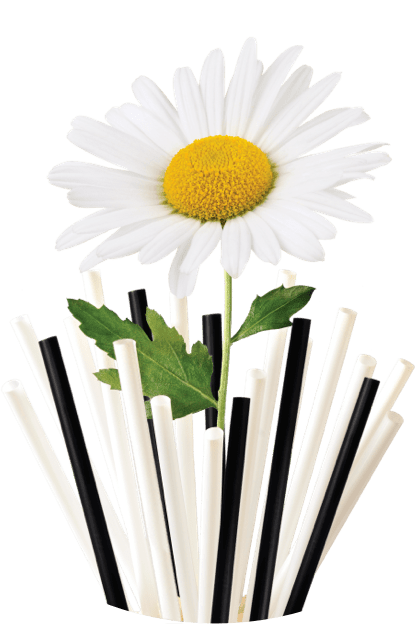 bouquet of straws with daisy in center